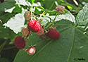 Rubus parviflorus